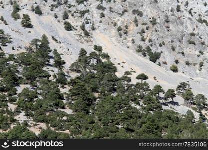 Forest on the slope of mount in Turkey