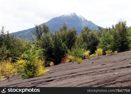 Forest on the slope of volcano Krakatau in Indonesia