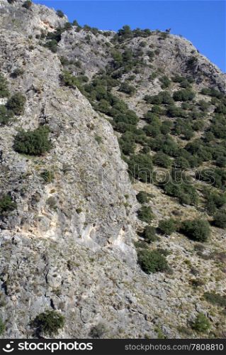 Forest on the steepmount near Oludeniz, Turkey