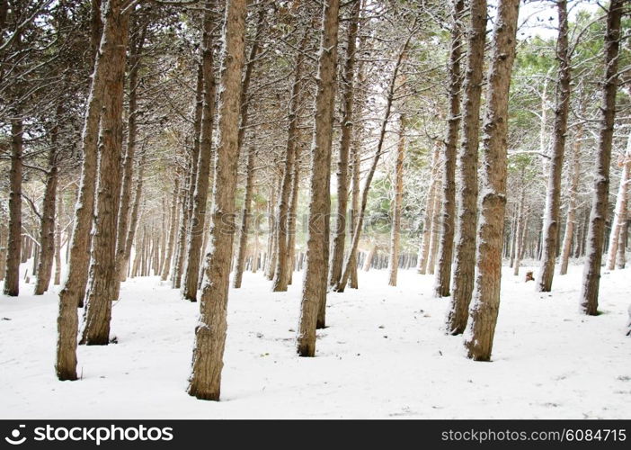 Forest on the winter day