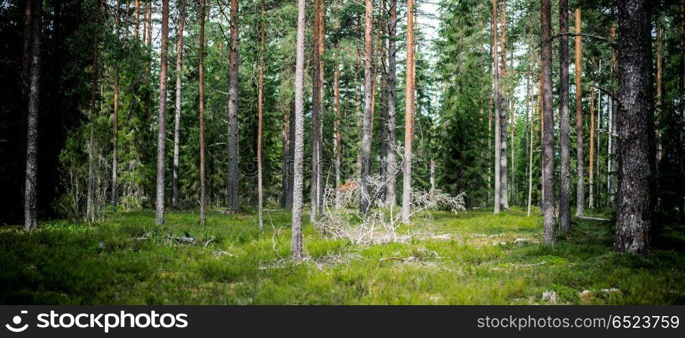 Forest outdoor landscape. Forest. Wild plants and trees. Ecology panorama. Forest outdoor landscape