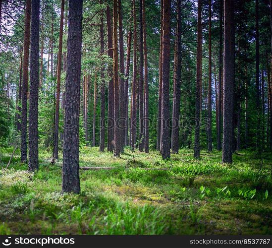 Forest outdoor landscape. Forest. Wild plants and trees. Ecology panorama. Forest outdoor landscape