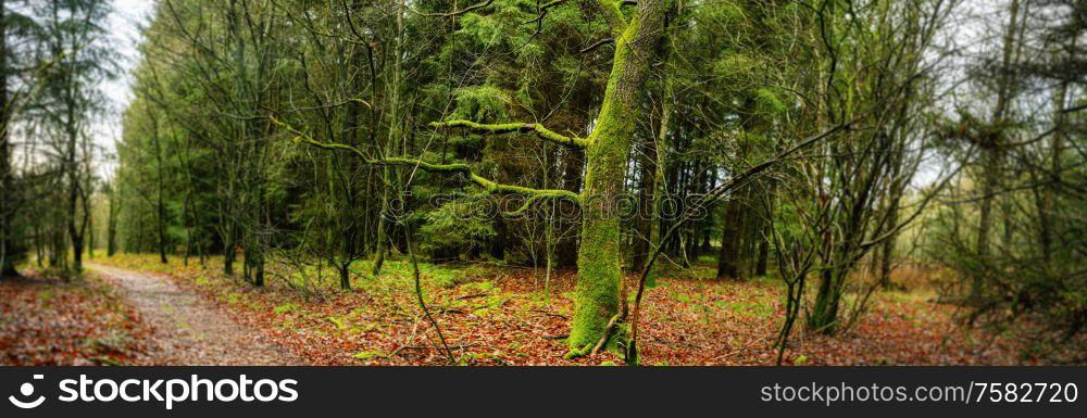 Forest panorama scenery with a tree covered with green moss in the fall