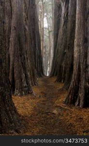 Forest Path