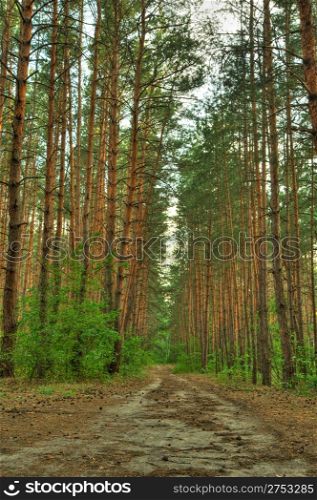 Forest path. A coniferous wood in the East Europe. Ukraine.