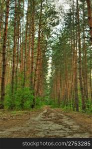 Forest path. A coniferous wood in the East Europe. Ukraine.