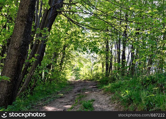 Forest path among green trees on a sunny day