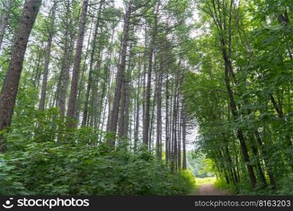 forest path and tree crowns in the forest. tall trees in the forest