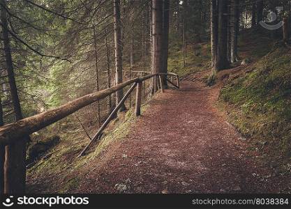 Forest path at summer morning