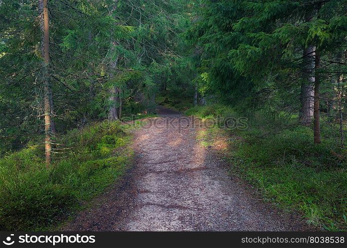 Forest path at summer morning