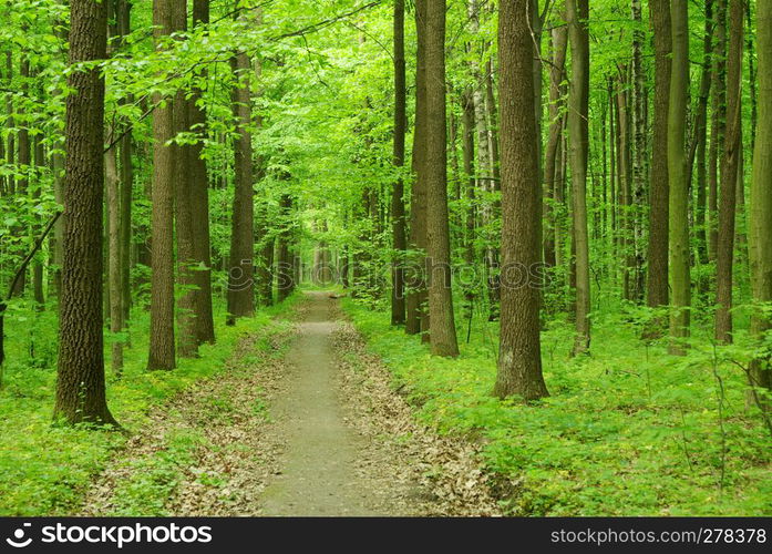 forest path in the morning