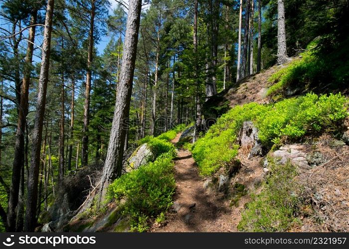 forest path in the vosges mountains in france