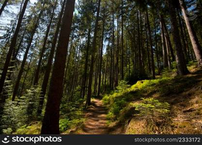 forest path in the vosges mountains in france