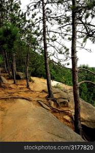 Forest path on pine cliffs in Algonquin provincial park, Canada