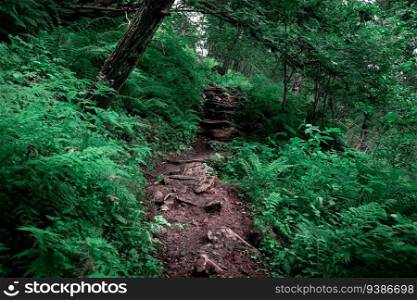 Forest Path, stone steps in the green woods. High quality photo. Forest Path, stone steps in the green woods.
