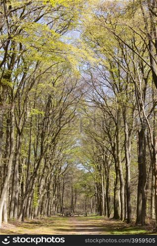 forest path under beech trees on sunny day in spring in the netherlands near hilversum