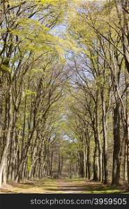 forest path under beech trees on sunny day in spring in the netherlands near hilversum