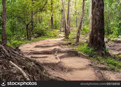 Forest path Up on Phu Kradueng, Thailand