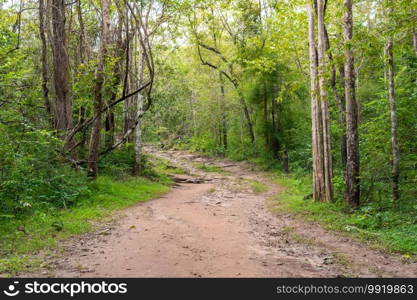 Forest path Up on Phu Kradueng, Thailand