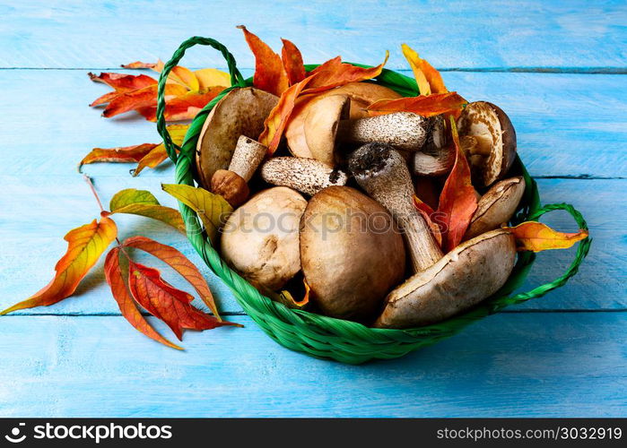 Forest picking mushrooms in green wicker basket. Forest picking mushrooms in green wicker basket. Fresh raw mushrooms on the blue table. Leccinum scabrum