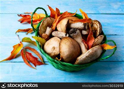 Forest picking mushrooms in green wicker basket. Forest picking mushrooms in green wicker basket. Fresh raw mushrooms on the blue table. Leccinum scabrum