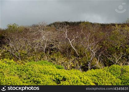 Forest, Playa Ochoa, San Cristobal Island, Galapagos Islands, Ecuador