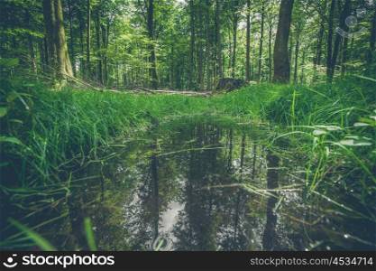 Forest puddle with water reflection in the woods