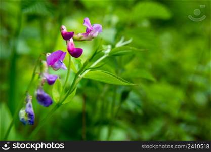 Forest purple flower and green foliage, spring view