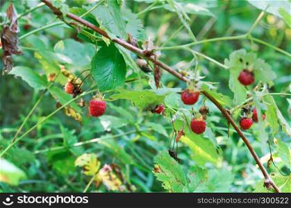 forest raspberries, ripe berries on branches in the forest. ripe berries on branches in the forest