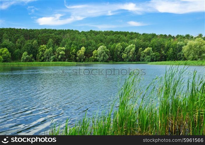 Forest river at sunny summer day