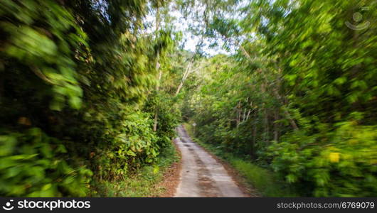 Forest road