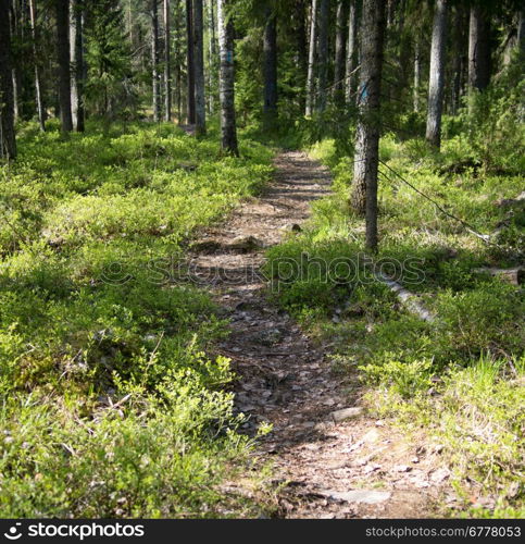 forest road