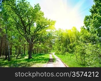 forest road and sun
