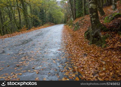 forest road at the portuguese national park