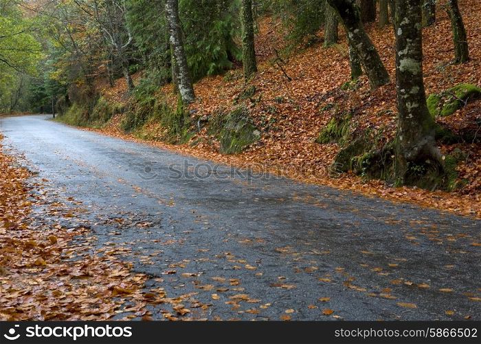 forest road at the portuguese national park