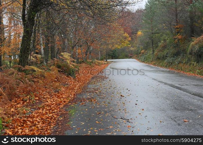 forest road at the portuguese national park