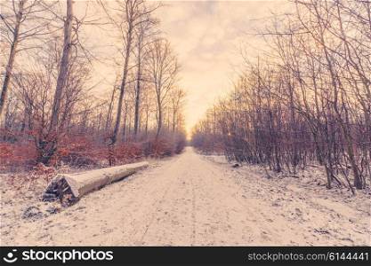 Forest road covered with snow in the sunrise