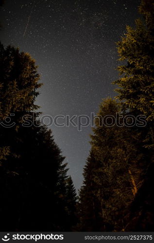 forest road evergreen trees sky with stars