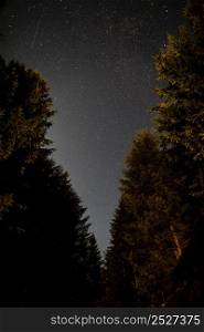 forest road evergreen trees sky with stars