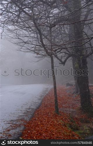 forest road in a dark foggy day