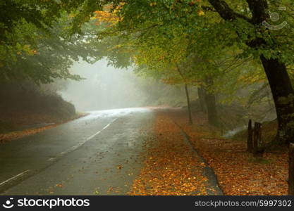 forest road in a foggy day at the portuguese national park