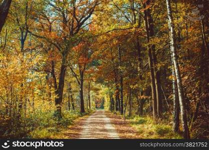 Forest road. Landscape. avenue of trees in the park. misty autumn forest