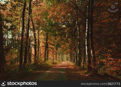 Forest road. Landscape. avenue of trees in the park. misty autumn forest
