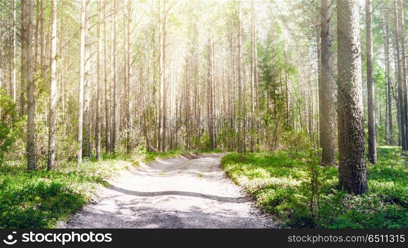 Forest road landscape. Forest road. Wild plants and trees background. Forest road landscape