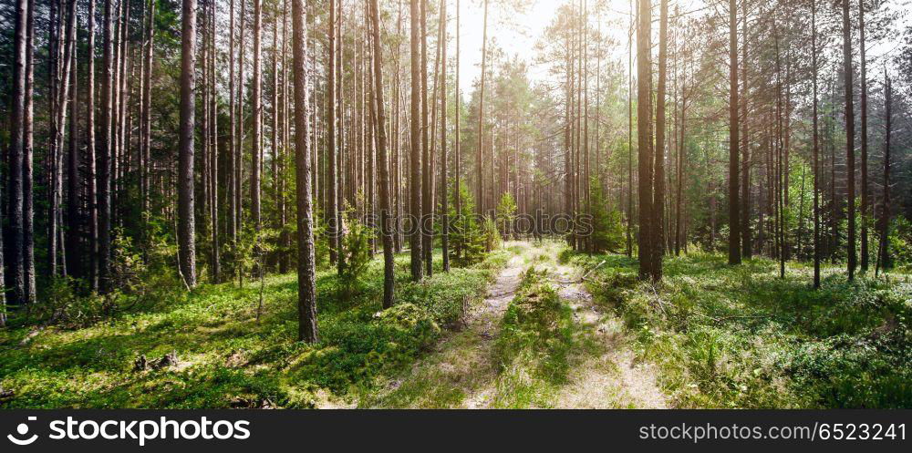 Forest road landscape. Forest road. Wild plants and trees background. Forest road landscape