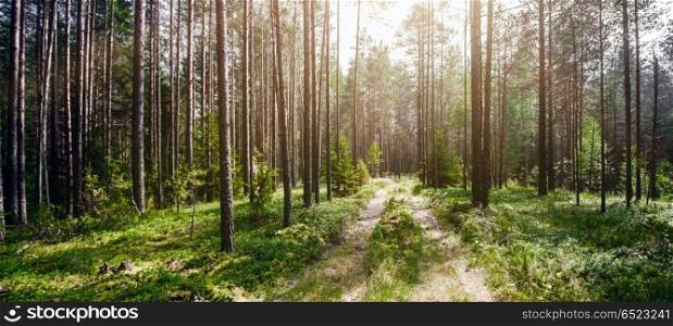 Forest road landscape. Forest road. Wild plants and trees background. Forest road landscape