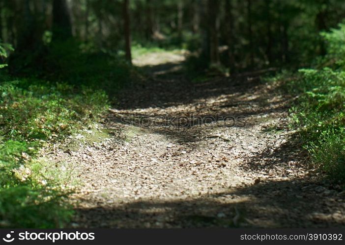 Forest road landscape.Shallow depth-of-field