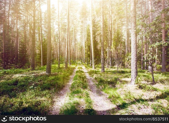 Forest road outdoor landscape. Forest road. Wild plants and trees background. Forest road outdoor landscape