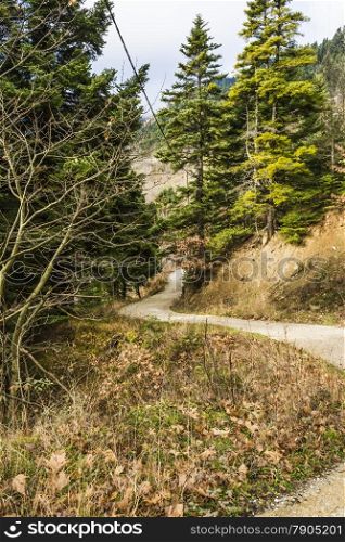 Forest road running through trees. Forest Road Landscape