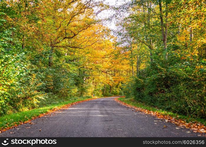 Forest road surrounded by colorful trees in the fall